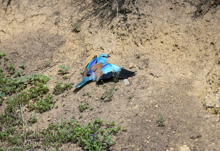European roller (Coracias garrulus) lies with wings spread on the yellow clay of a sand pit for coolingの写真素材