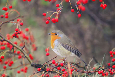 European robin (Erithacus rubecula) sits on a branch of a hawthorn bush surrounded by bright red...