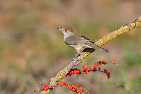 Close-up photo of a Eurasian blackcap male and female (Sylvia atricapilla) feeding and bathing....