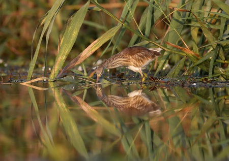 Young squacco heron (Ardeola ralloides) shot in soft morning light close-up on a fish huntの写真素材