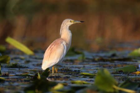 Adult squacco heron (Ardeola ralloides) shot in soft morning light close-up on a fish hunt