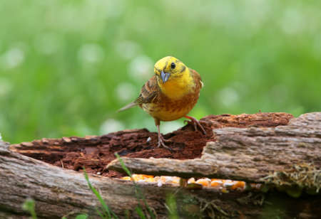 yellowhammer (Emberiza citrinella) close-up shot at different branches and logs from close range. Bright colors and detailed photosの写真素材