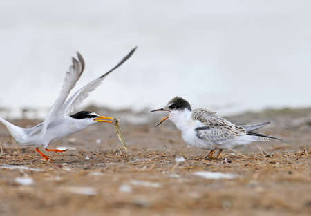 Adult little tern (Sternula albifrons) feeds the chick with fish