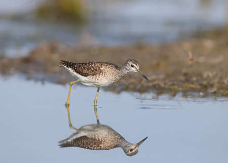 wood sandpiper (Tringa glareola) was photographed in a natural habitat in different situations in close-up. The details of the plumage, the distinctive features and the structure of the bird's body are clearly visible.の写真素材