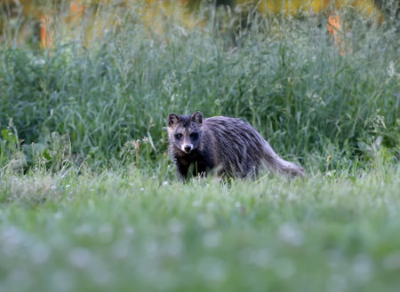 Close-up and detailed photos of The raccoon dog (Nyctereutes procenoides) are walking on the ground in search of foodの写真素材