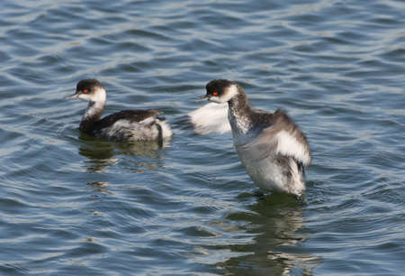 Black necked grebe in winter plumage stands on the waterの写真素材