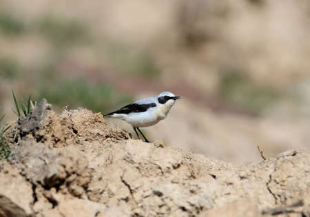 Male The northern wheatear or wheatear (Oenanthe oenanthe) in breeding plumage filmed in natural habitatの写真素材