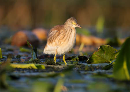 Young squacco heron (Ardeola ralloides) shot in soft morning light close-up on a fish huntの写真素材