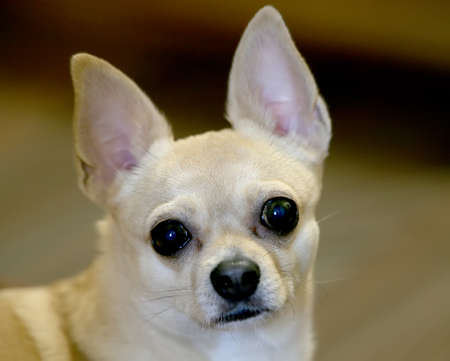 Close-up portrait of a white chihuahua looking at the camera lens. Huge black eyes are very expressive.の写真素材