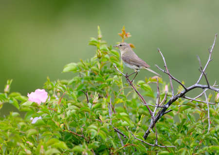 Unusual photo of a common chiffchaff (Phylloscopus collybita) sitting on a rose hip bush on a...