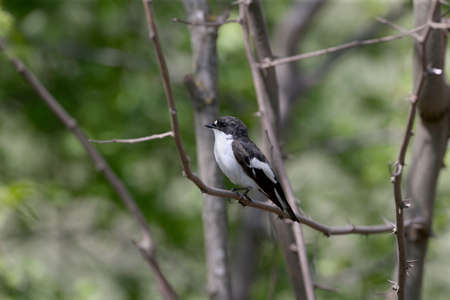A male European pied flycatcher (Ficedula hypoleuca) is photographed on a branch close-up in its...