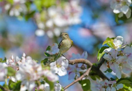 common chiffchaff (Phylloscopus collybita) photographed in soft sunlight on the branches of a...