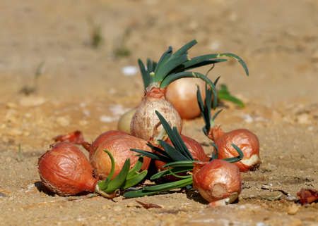 Several onions The onion (Allium cepa L., thrown to the ground sprouted with green feathers