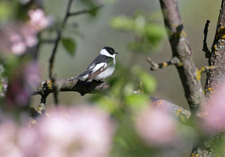 A male European pied flycatcher (Ficedula hypoleuca) is photographed on a branch close-up in its natural habitat.の写真素材