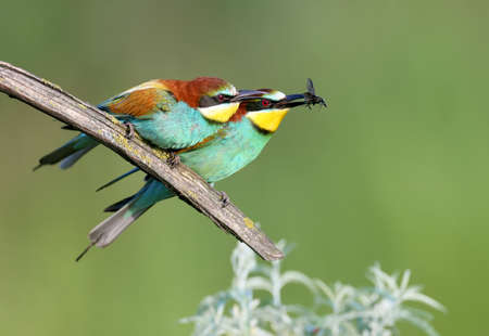 A pair of adult bee-eaters (Merops apiaster) was photographed during ritual feeding and copulation. Close-up bright photo on a beautifully blurred backgroundの写真素材
