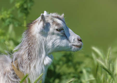 A young goat is shot very close-up in the green grass on a blurred background. Portrait and detailed photoの写真素材