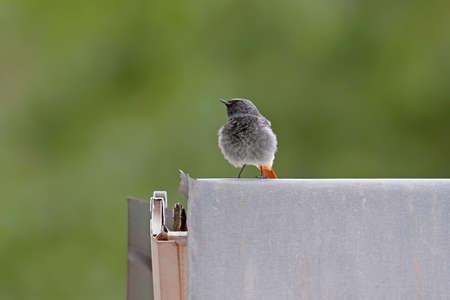 A male black redstart (Phoenicurus ochruros) is photographed on the roof of a house and a...