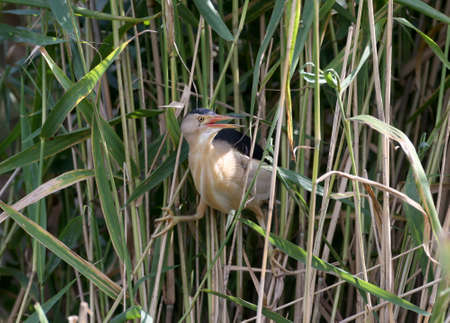 A little bittern male is photographed in its natural habitat against the backdrop of the sky and...