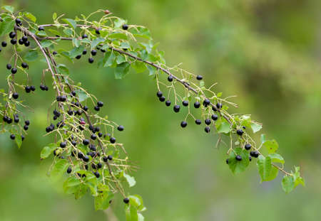 Branch of St Lucie cherry (Prunus mahaleb) with fruits, shot in close-up on a blurred background
