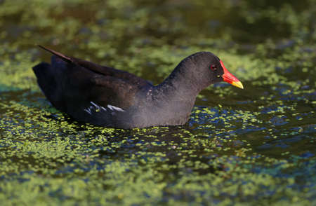 Young and adult The common moorhen (Gallinula chloropus) is shot close-up in soft morning light. The identification signs of the bird are clearly visible.の写真素材