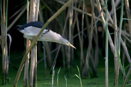 An adult male and a young Little Bittern are photographed in close-up while preparing and hunting...