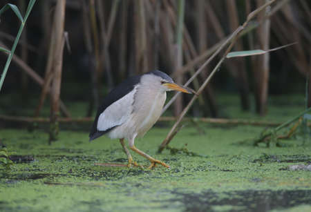 An adult male and a young Little Bittern are photographed in close-up while preparing and hunting...