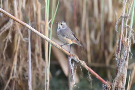 Various bluethroats (Luscinia svecica) in winter plumage are shot close-up on reeds, stones and on...