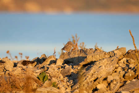 An adult small owl sits on the ruins of a farm in the soft morning lightの写真素材