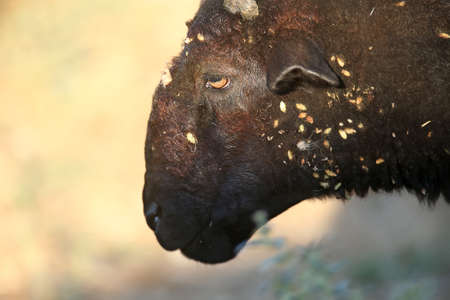 the head of a black ram is very close-up. There are a lot of sticky thorns on the woolの写真素材