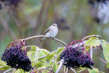 The spotted flycatcher (Muscicapa striata) in winter plumage was shot with a large flycatcher on a...