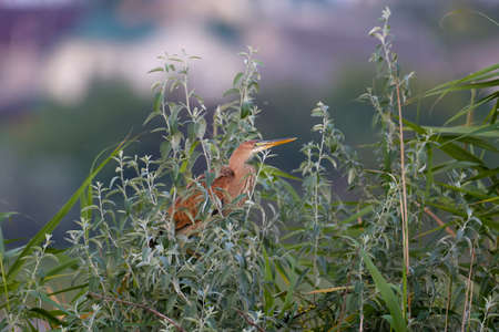 The purple heron (Ardea purpurea) is shot in the early morning sitting in the dense branches of a...
