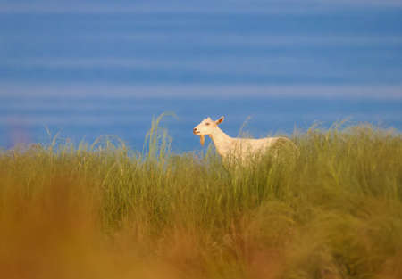A white goat is photographed in dense grass against the background of the blue water of the estuaryの写真素材