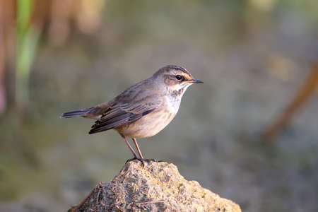 Various bluethroats (Luscinia svecica) in winter plumage are shot close-up on reeds, stones and on the bank of a pond against a beautiful blurred backgroundの写真素材
