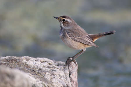 Various bluethroats (Luscinia svecica) in winter plumage are shot close-up on reeds, stones and on the bank of a pond against a beautiful blurred backgroundの写真素材