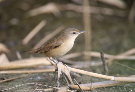 Various great reed warbler (Acrocephalus arundinaceus) in winter plumage photographed very close-up on reed branches and groundの写真素材