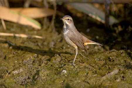 Various bluethroats (Luscinia svecica) in winter plumage are shot close-up on reeds, stones and on the bank of a pond against a beautiful blurred backgroundの写真素材