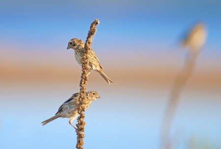 Several corn bunting (Emberiza calandra) sit on a dry stem against a bright skyの写真素材