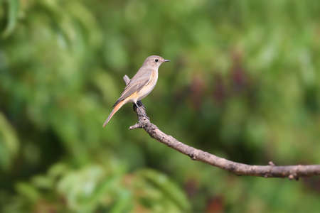 The common redstart female (Phoenicurus phoenicurus) portrait. The bird is shot on a branch against a blurred background. Close-up photo for identificationの写真素材