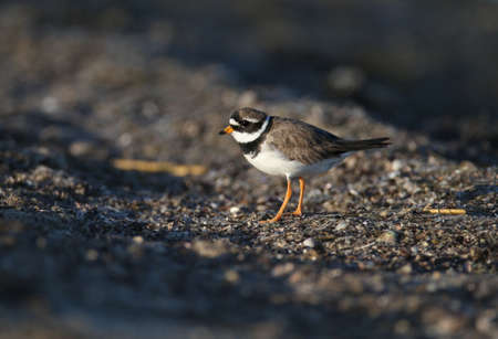 Young and adult common ringed plover or ringed plover (Charadrius hiaticula) in winter plumage, close-up shot on the lake shore in soft morning lightの写真素材