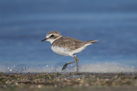 A very close-up photo of a Kentish plover (Charadrius alexandrinus) in winter plumage was shot on...