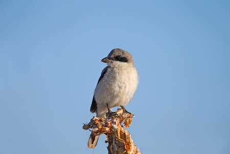 A young lesser gray shrike (Lanius minor) sits on a dry branch of a plant against a bright blue sky. Close-up detailed photo of a birdの写真素材