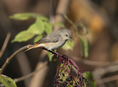 A common redstart female (Phoenicurus phoenicurus) sits on a black elderberry bush in the soft...