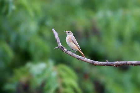 The common redstart female (Phoenicurus phoenicurus) portrait. The bird is shot on a branch against a blurred background. Close-up photo for identificationの写真素材