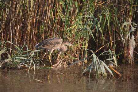 A close-up photo of a purple heron (Ardea purpurea) standing on a reed in a natural habitat.