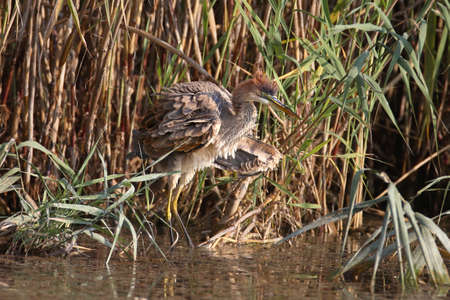 Cheerful photo of purple heron (Ardea purpurea) shaking off water