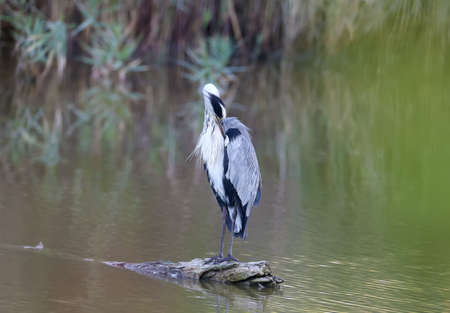 Close-up photo of a gray heron standing on a log floating in a pondの写真素材