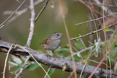 Close-up of a dunnock (Prunella modularis) in winter plumage, photographed in its natural habitat of...
