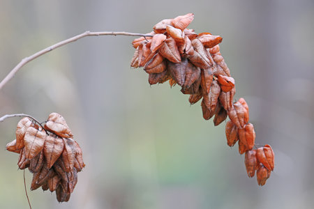A withered branch with Koelreuteria paniculata fruits against the background of a gray autumn forestの写真素材