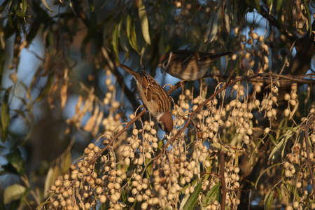 Several Eurasian tree sparrow (Passer montanus) eat Russian olive berries. Close-up photos taken in soft morning light.の写真素材