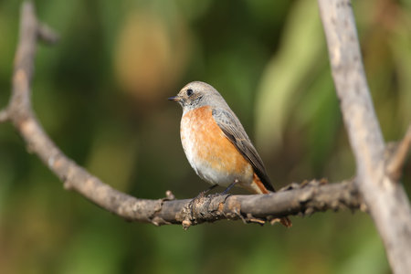 A common redstart female (Phoenicurus phoenicurus) sits on a black elderberry bush in the soft morning light. Close-up photo and easy identification of a bird in winter featherの写真素材